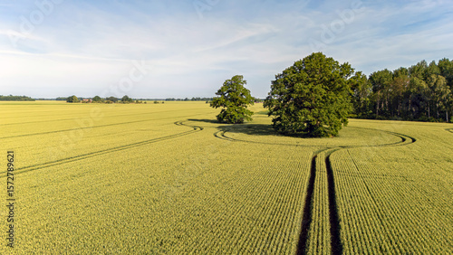 Green fields surround trees with tire tracks forming circles in rural landscape