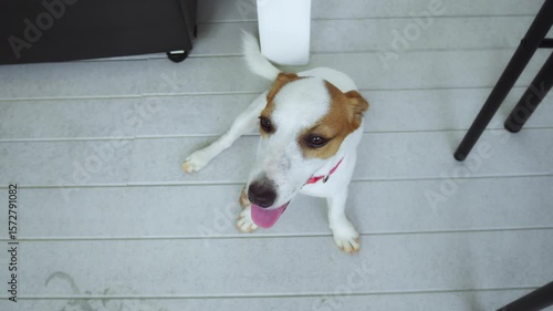 Jack russell terrier puppy panting happily while resting on gray wooden deck, enjoying warmth of summer day, radiating cuteness and playful charm. Jack Russell Terrier is cute and funny dog