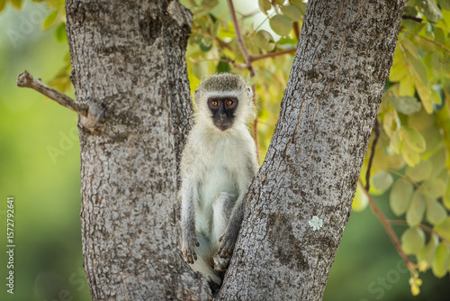 Canvas Print A curious vervet monkey sitting in a tree