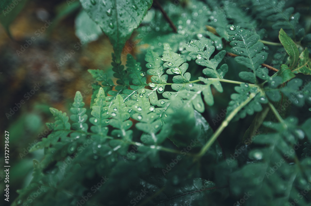 Fototapeta premium Hen and Chicken Fern, Asplenium bulbiferum on Milford Track, New Zealand
