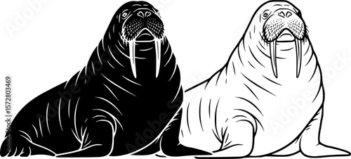 Two walruses one in black silhouette and one in white outline sitting next to each other on ground editable vector