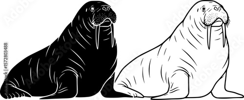Two walruses one in black silhouette and one in white outline sitting next to each other on ground editable vector