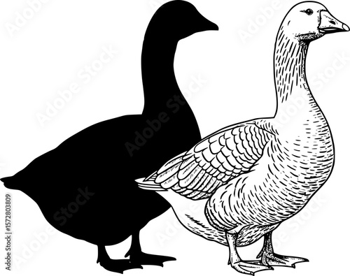 Two geese standing side by side one in silhouette and one with feather details on a white background editable vector