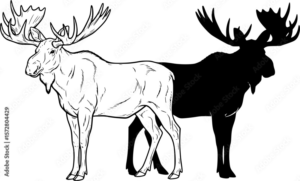 Fototapeta premium Two moose standing side by side one in outline and the other in black silhouette with large antlers editable vector