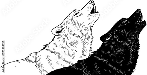 Two wolf silhouettes one outlined and one solid howling upwards on a white isolated background scene view editable vector 