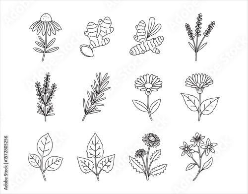 Set of line icons for medicinal herbs. Vector illustrations featuring echinacea, ginger, turmeric, lavender, rosemary, calendula, lemon balm, dandelion, and St. John's wort, all in a thin linear style