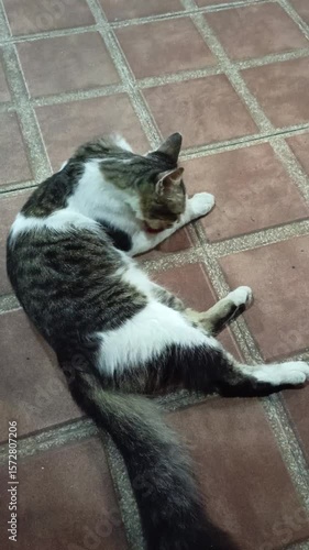 Cats with long tail hair are taking care of their personal hygiene by licking their bodies.