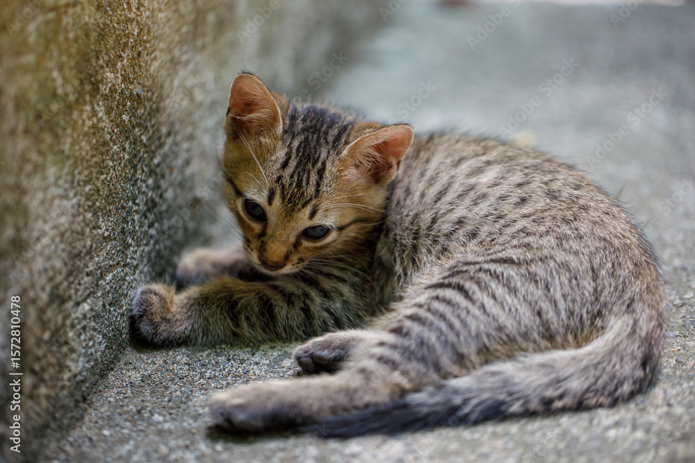 Naklejka premium Lonely tabby kitten lying on the cold ground near a wall outdoors