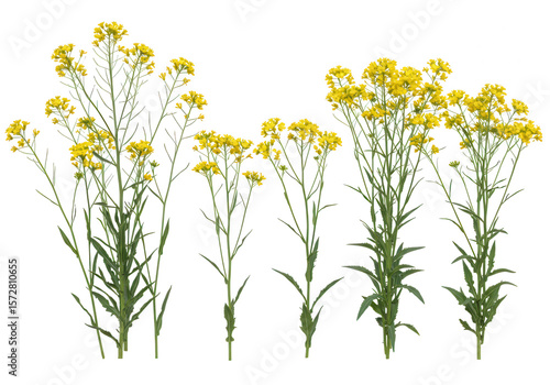 Fototapeta Naklejka Na Ścianę i Meble -  Several mustard plants with bright yellow flowers stand tall against a transparent background