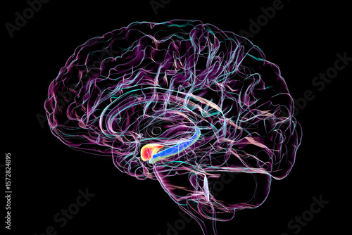 Human brain mid-section with highlighted amygdala (red) and hippocampus (blue), key regions affected in Alzheimer's disease, linked to memory loss and emotional disruption, 3D illustration.