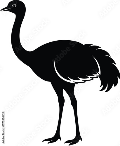 ostrich vector illustration