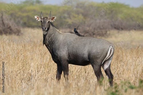 Fototapet blue bull or nilgai antelope in the wild