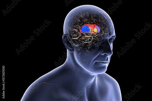 фотографія Human brain with caudate nucleus (red), thalamus (green), putamen (blue), and gl