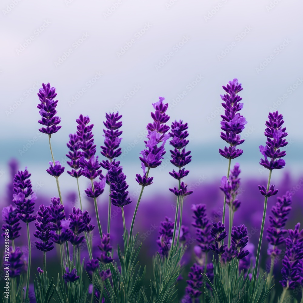 Obraz premium Vibrant Lavender Fields with Soft Focus Background Landscape in Pastel Tones During Golden Hour Lighting