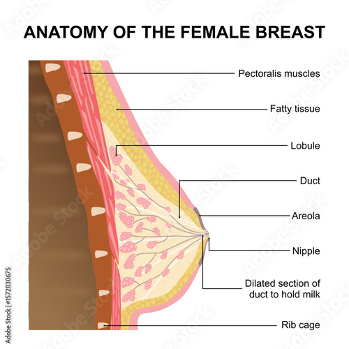 Anatomy of the female breast