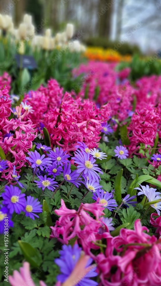 Obraz premium pink hyaciths and yellow narcissus