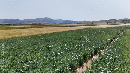 Green field plants. Poppy field landscape. High quality photo