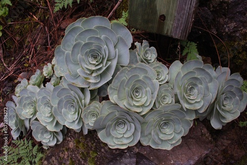 Sempervivum in tenerife, giant flowers