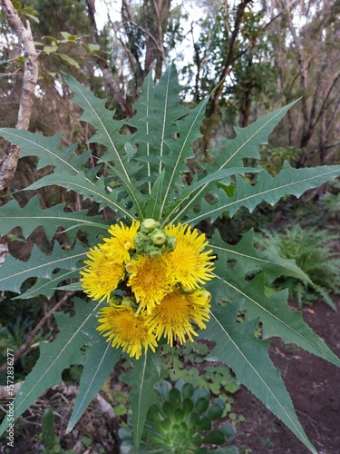 sunflower in the garden