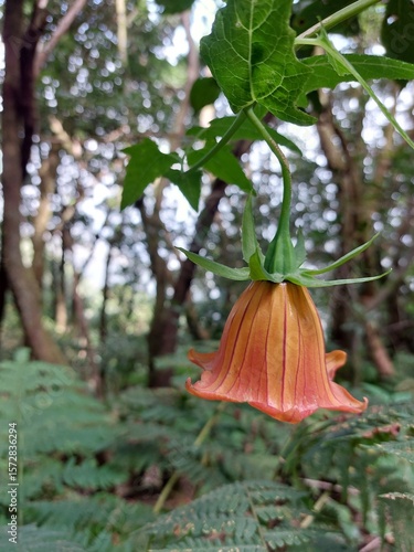 red and yellow purple in rainforest