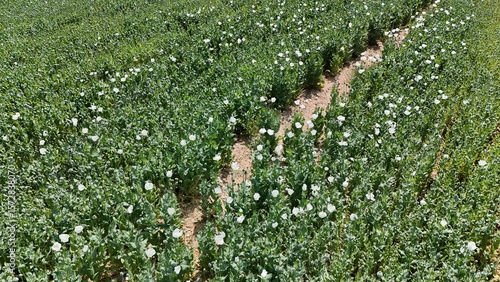 Green field plants. Poppy field landscape. High quality photo