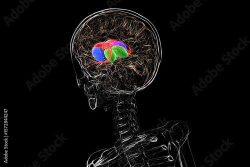 Schilderij op canvas Human brain with caudate nucleus (red), thalamus (green), putamen (blue), and gl