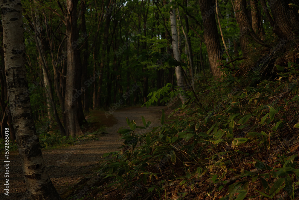 Obraz premium Forest Walking Path