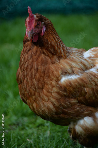 Huhn