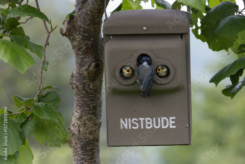 Vogelkücken