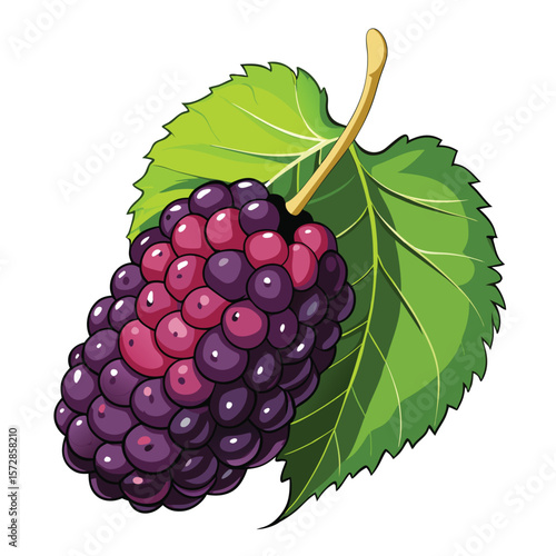 Mulberry cluster with leaf