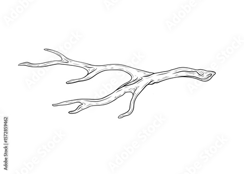 Vector illustration of a driftwood isolated on a white background. Hand drawn vector graphics, branch, wooden driftwood. Tree branch. Design and decoration, single element.
