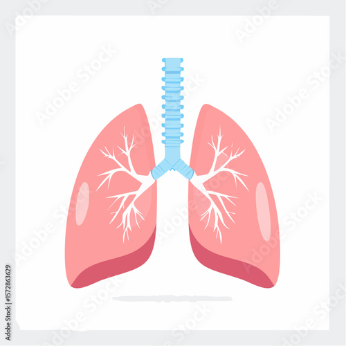 Human Lung Anatomy: Detailed illustration showcasing the delicate structure of the human lungs, highlighting the intricate network of bronchioles and alveoli