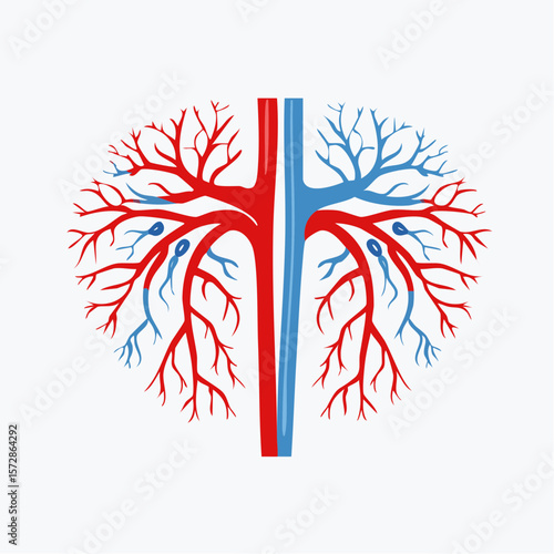 Anatomy: Illustrative depiction of the human lung, veins, and artery systems, offering a clear visual guide to the essential structures within the body.