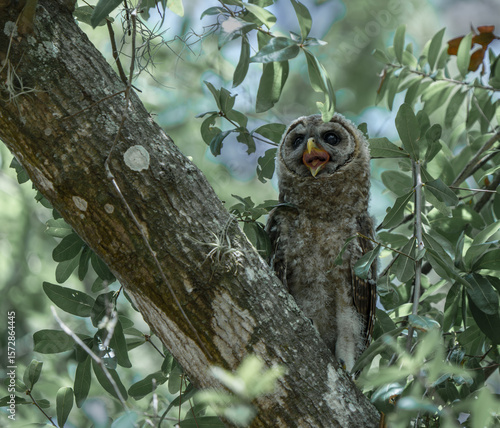Young owl calling out in the forest.