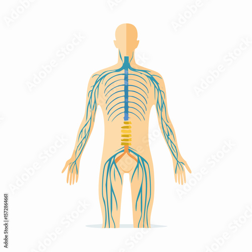 The Human Nervous System Illustration: A detailed illustration showcasing the human nervous system, highlighting the intricate network of nerves and the spinal cord.