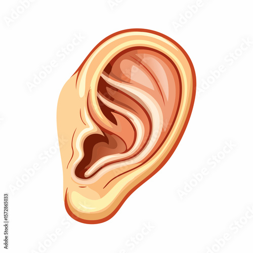 Ear Anatomy Illustration: Detailed illustration of a human ear, showcasing the intricate structures. A visual exploration of the auditory organ, suitable for educational and medical contexts.