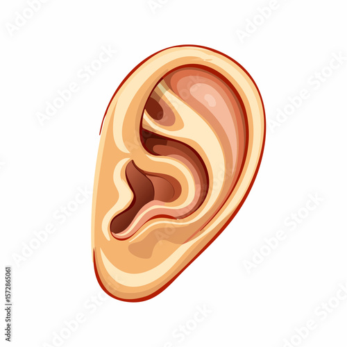 Detailed Ear Anatomy: A meticulously crafted illustration showcases the intricate structure and components of the human ear. Featuring realistic tones and precise lines.