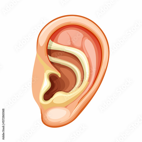 Human Ear: Detailed anatomical illustration of the human ear, depicting the intricate structures of hearing.
