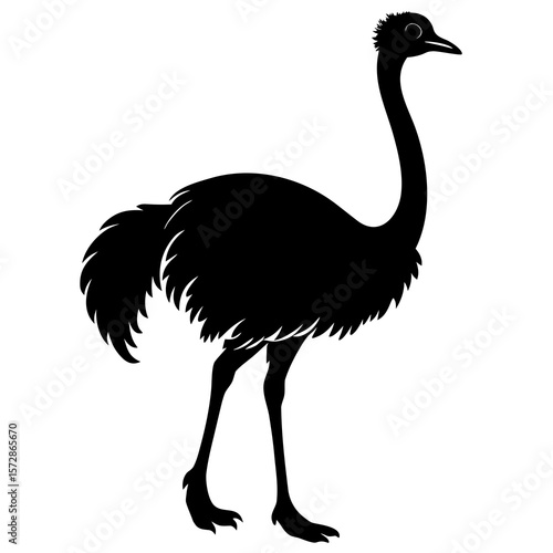 ostrich isolated on white