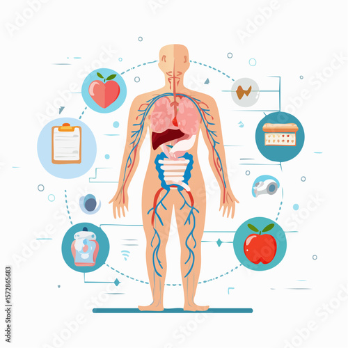 The human body diagram : Exploring the human body with this illustration, visualizing the intricate workings of our internal systems and organs to promote health and wellness