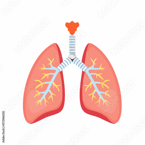 Anatomical Lungs: A detailed and precise illustration of human lungs. A vital part of the respiratory system, is showcased against an isolated backdrop.
