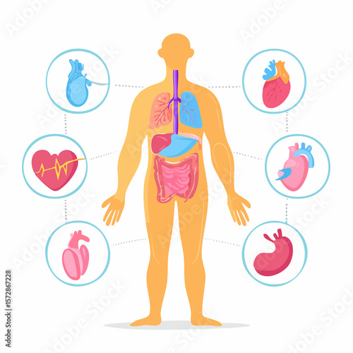 Anatomical Illustration of Human Body: A detailed, flat-lay depiction of the human anatomy showcasing the body's internal organs and circulatory system.