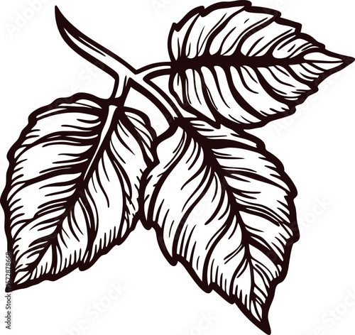 Hand drawn vintage illustration of linden tree leaves with detailed linework isolated on white background