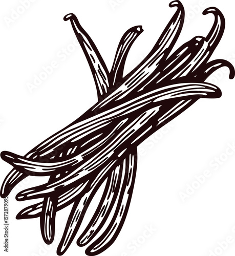 Hand drawn bundle of vanilla beans isolated on white background, vintage botanical engraving illustration