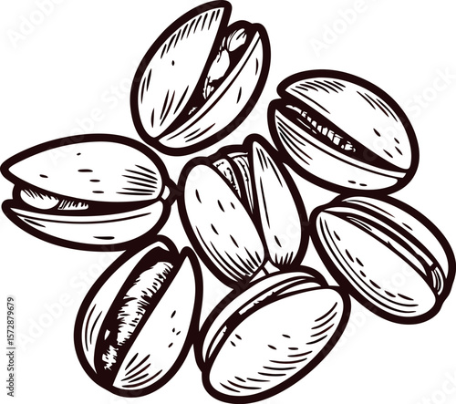 Hand drawn pistachio nuts in shell vintage engraved isolated illustration on white background