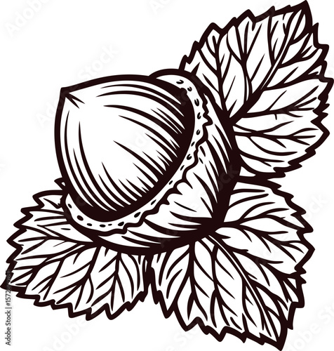 Hand drawn hazelnut with leaves isolated on white background vintage engraved botanical illustration