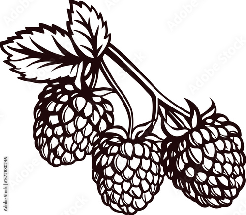 Hand drawn black and white raspberry branch with leaves vintage botanical illustration