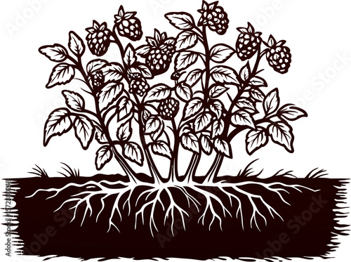 Detailed engraved illustration of blackberry bush with visible roots and ripe fruit isolated on white background