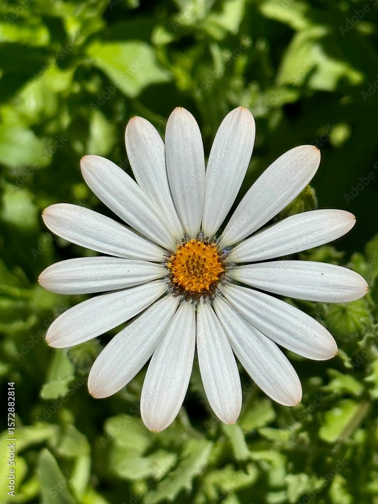 Obraz premium white daisy flower