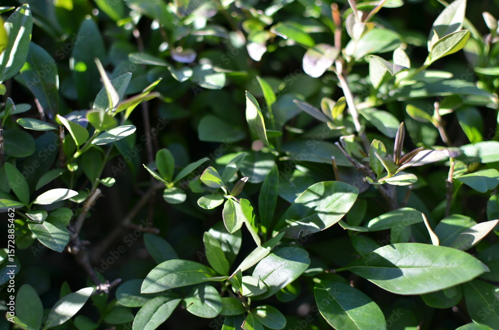 Fototapeta premium green leaves in the garden